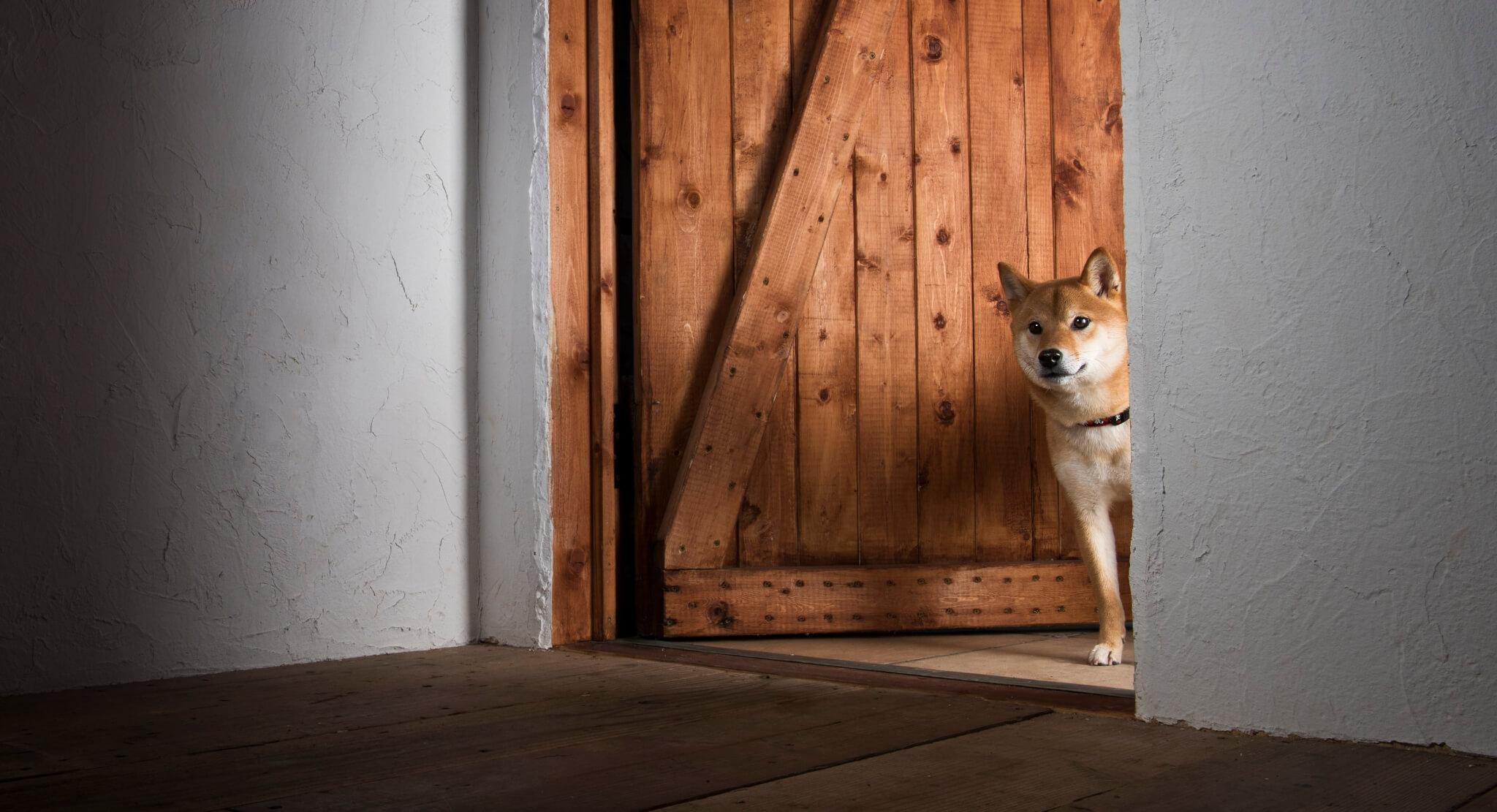 柴犬ライフとは