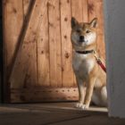 SHIBA-INU LIFEとは