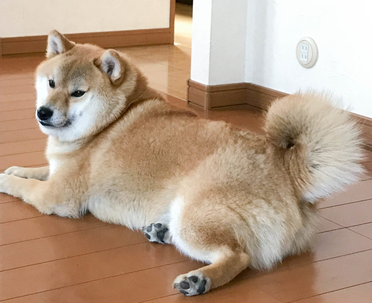 柴犬の数だけしっぽがある…しっぽフェチに贈る柴犬のしっぽ動画 | 柴犬