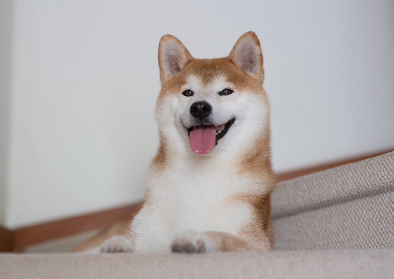 柴犬を探せ！あなたはいくつ見つけられる!? | 柴犬ライフ [Shiba-Inu Life]