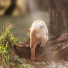 柴犬里親/保護犬情報