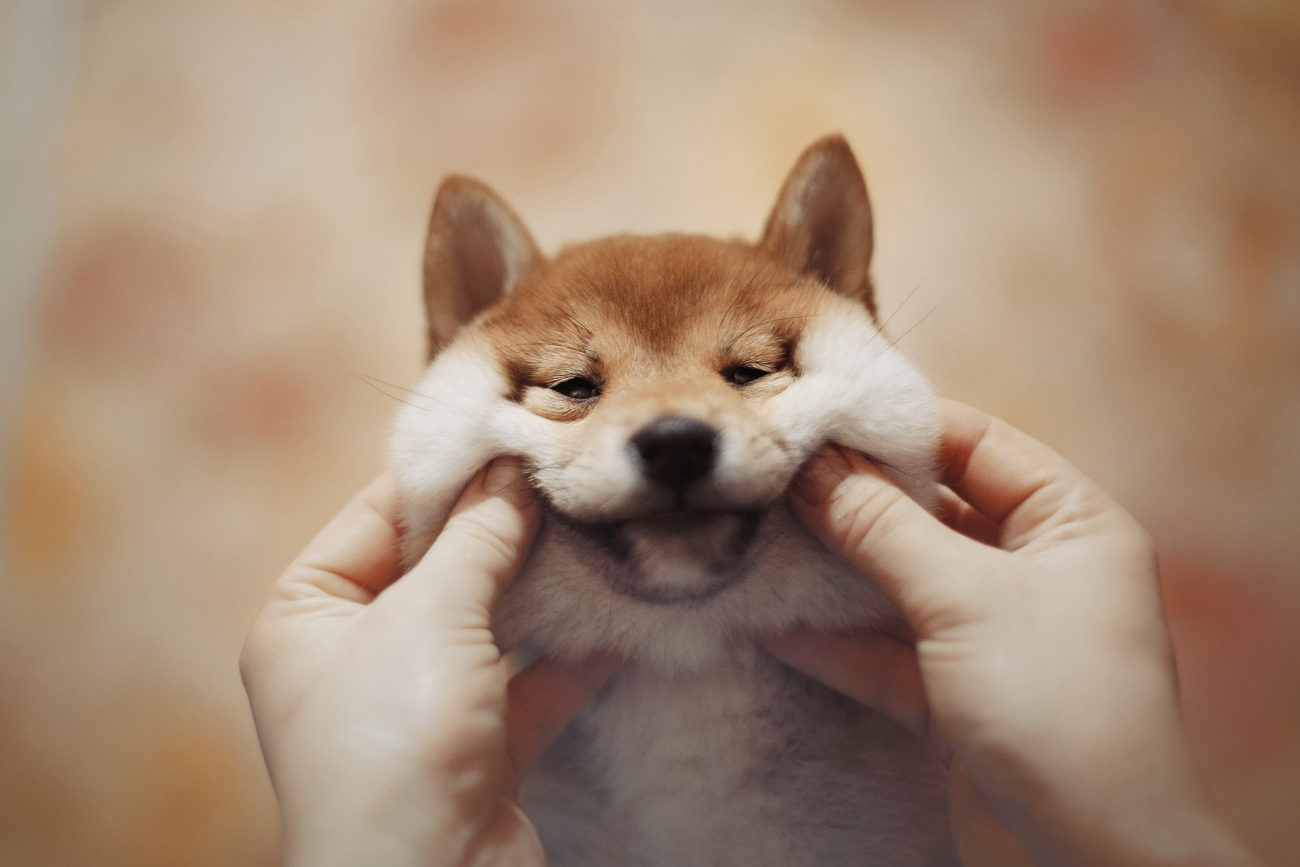 子犬／はじめての柴犬（しばいぬ） | 柴犬ライフ [Shiba-Inu Life]