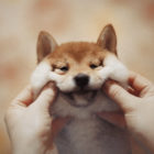 子犬／はじめての柴犬（しばいぬ）