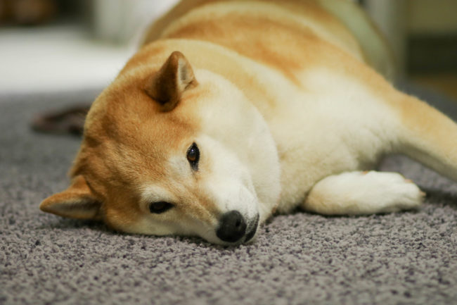 柴犬,三留商店,看板犬,鎌倉