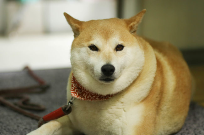 柴犬,三留商店,看板犬,鎌倉