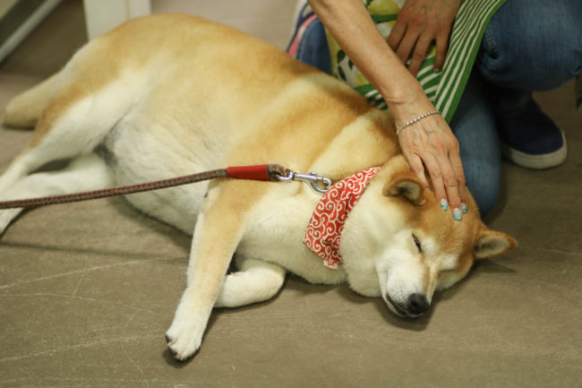 柴犬,三留商店,看板犬,鎌倉