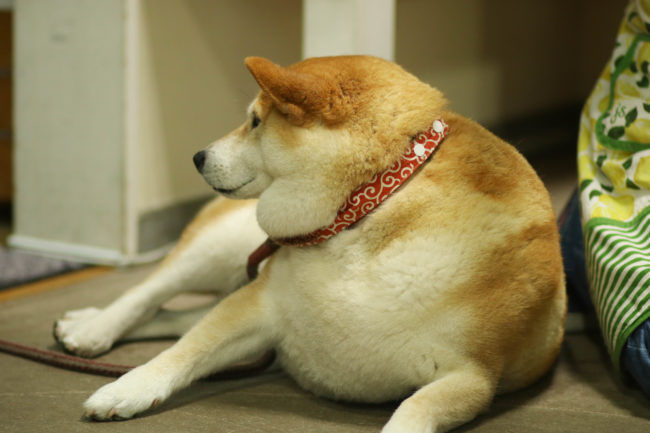 柴犬,三留商店,看板犬,鎌倉