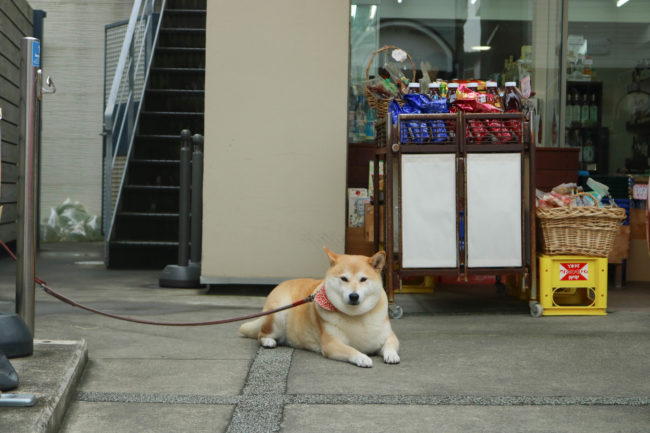 柴犬,三留商店,看板犬,鎌倉
