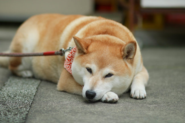 柴犬,三留商店,看板犬,鎌倉