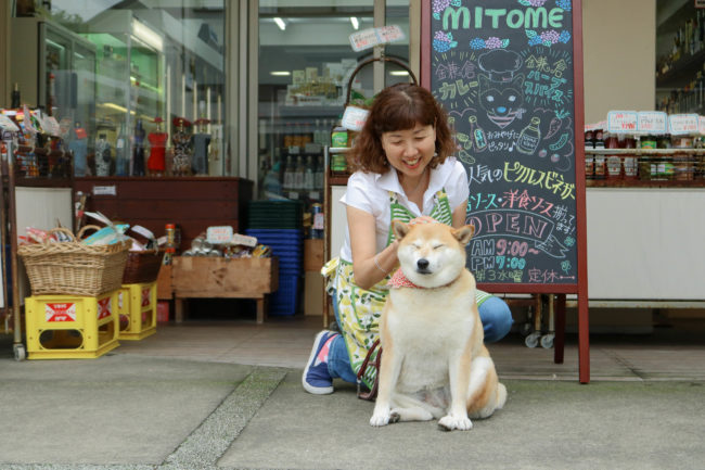 柴犬,三留商店,看板犬,鎌倉