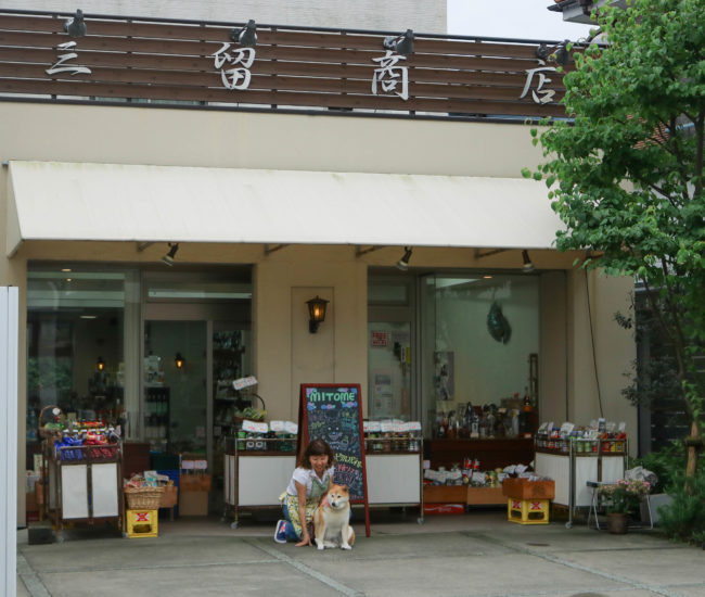 柴犬,三留商店,看板犬,鎌倉