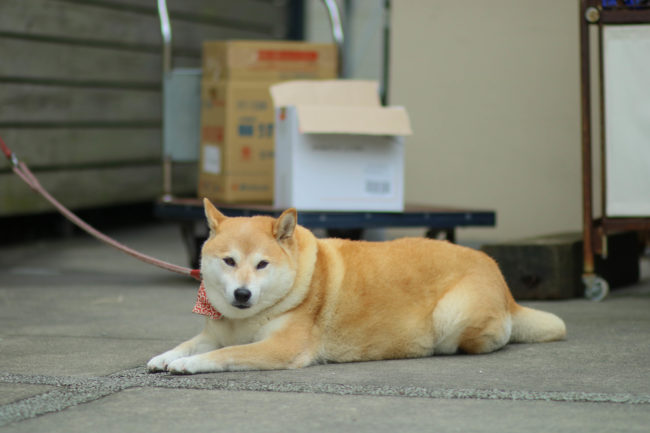 柴犬,三留商店,看板犬,鎌倉