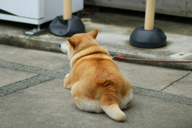 柴犬,三留商店,看板犬,鎌倉