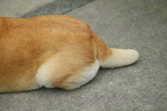 柴犬,三留商店,看板犬,鎌倉