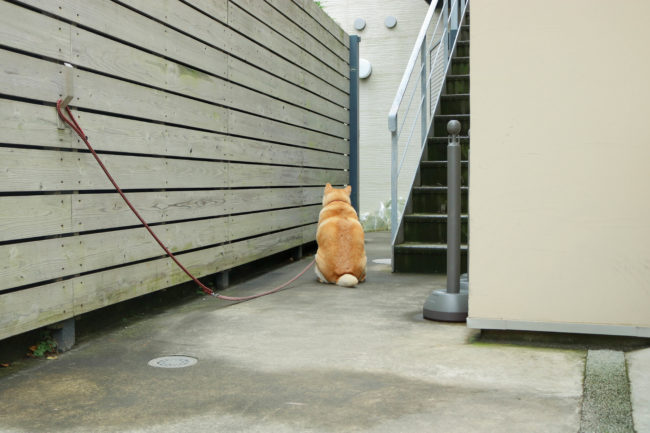 柴犬,三留商店,看板犬,鎌倉