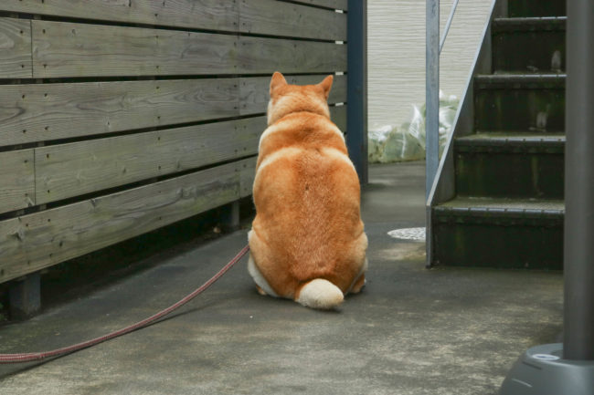 柴犬,三留商店,看板犬,鎌倉