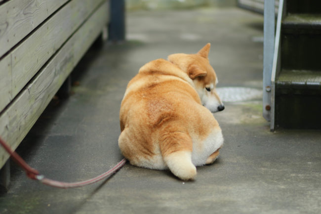 柴犬,三留商店,看板犬,鎌倉