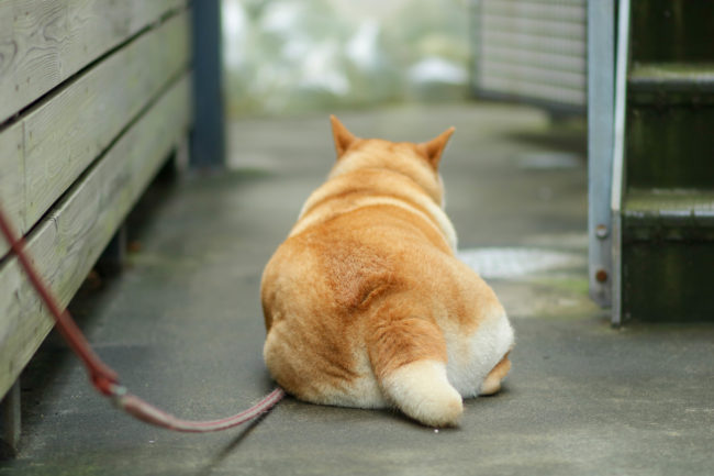 柴犬,三留商店,看板犬,鎌倉