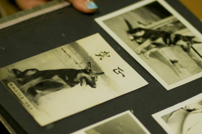 柴犬,三留商店,看板犬,鎌倉