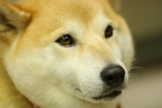 柴犬,三留商店,看板犬,鎌倉