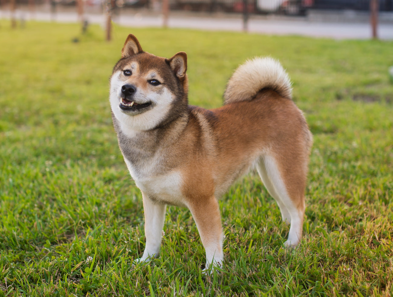 柴犬って毛色の名前まで渋くてサイコー〜赤・黒・白・胡麻〜 | 柴犬