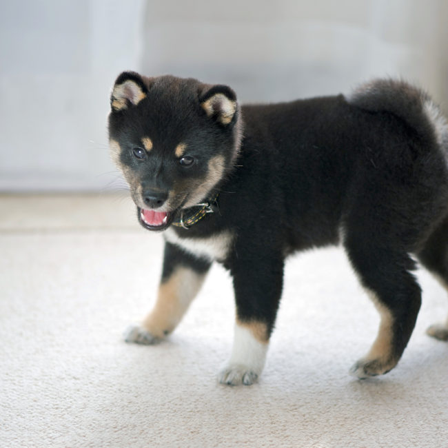 柴犬,子犬
