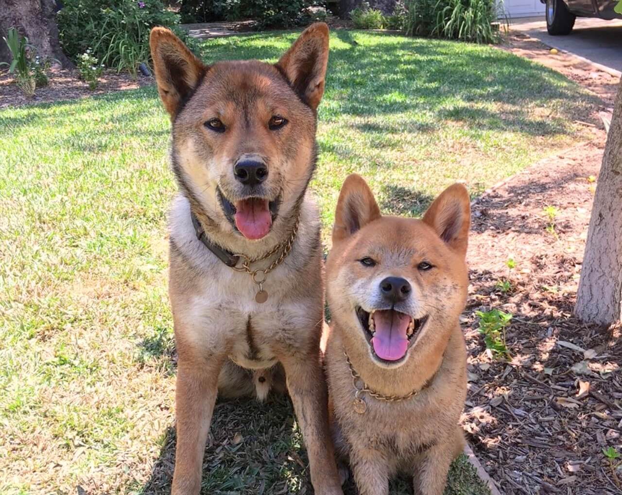 アメリカで四国犬と暮らす柴犬のMax！ | 柴犬ライフ [Shiba-Inu Life]