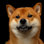 柴犬（しばいぬ）の性格／基本情報