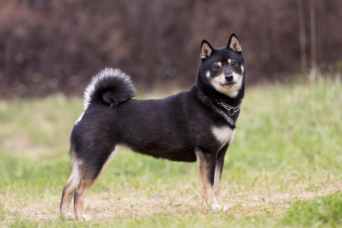 柴犬って毛色の名前まで渋くてサイコー〜赤・黒・白・胡麻〜 | 柴犬