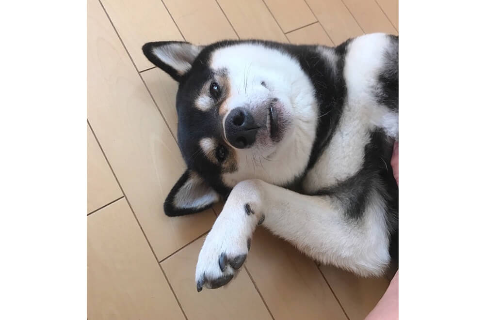 柴犬のかわいすぎる「お手」動画！ヤル気がある子もない子も… | 柴犬