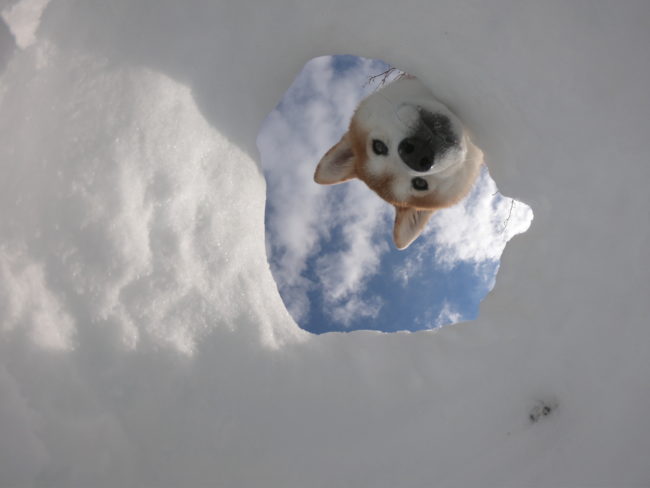 柴犬ひょっこり