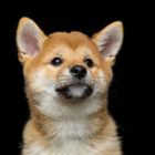 豆柴（まめしば）の性格／基本情報