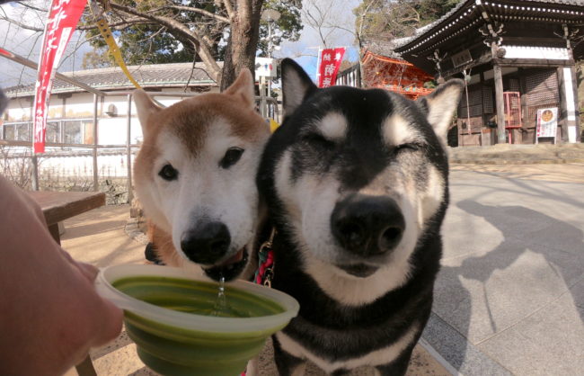 柴犬多頭飼い