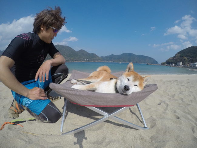 柴犬アウトドア