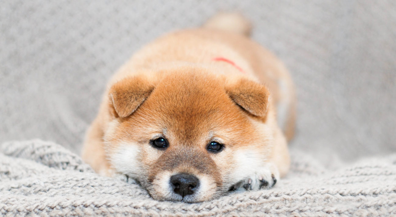 哀愁ただよう…雨の日の柴犬たち | 柴犬ライフ [Shiba-Inu Life]
