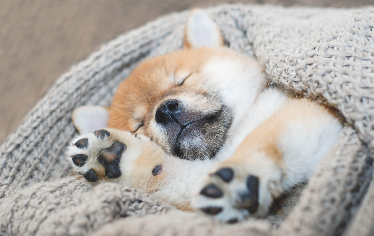 コロコロムチムチ！柴犬の子犬は天使 | 柴犬ライフ [Shiba-Inu Life]