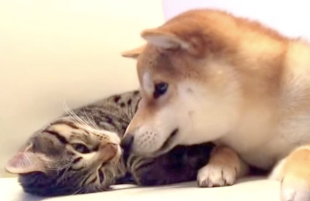 柴犬と猫の常識が覆される動画集〜実は仲良し？ | 柴犬ライフ [Shiba