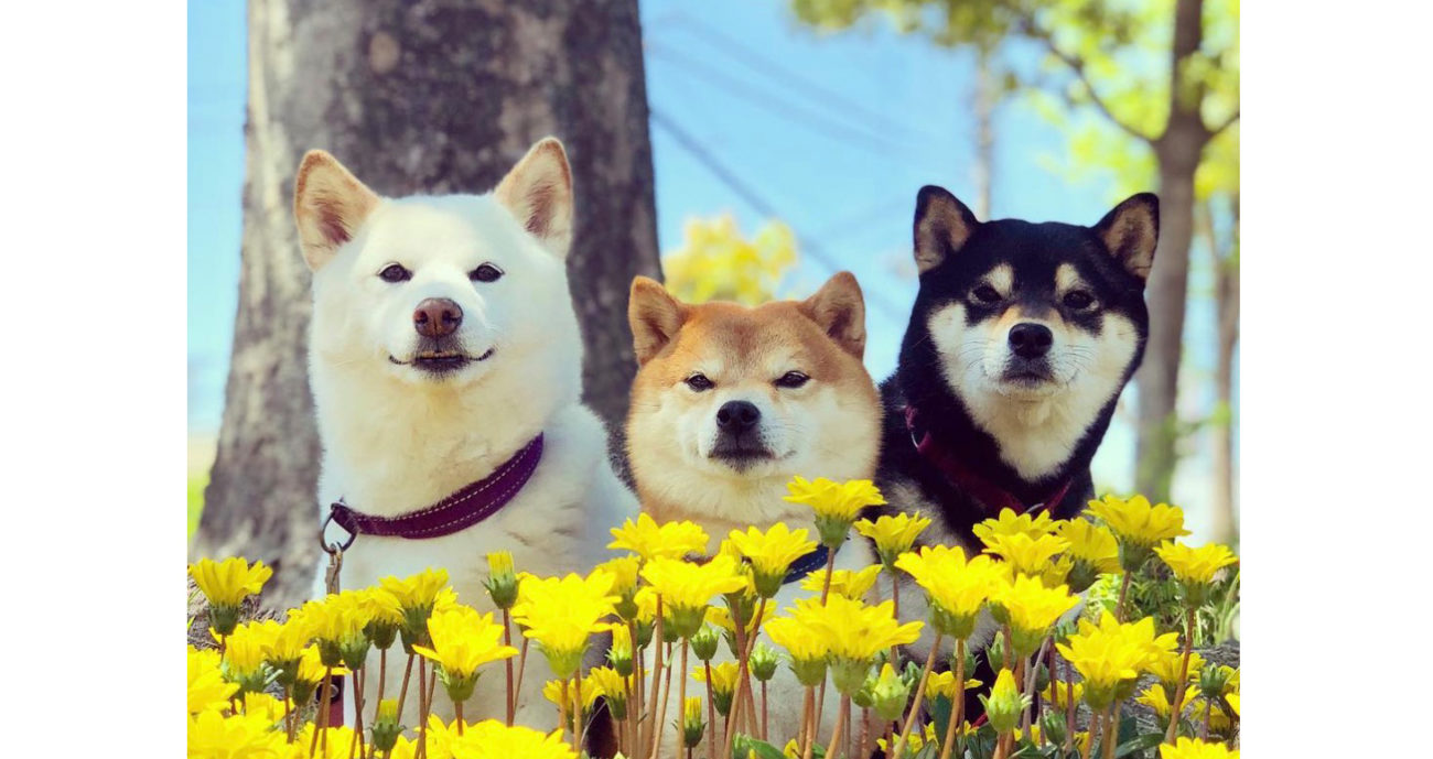 柴犬三色トリオの生活！夢の全色飼い | 柴犬ライフ [Shiba-Inu Life]