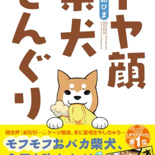 ドヤ顔柴犬どんぐり