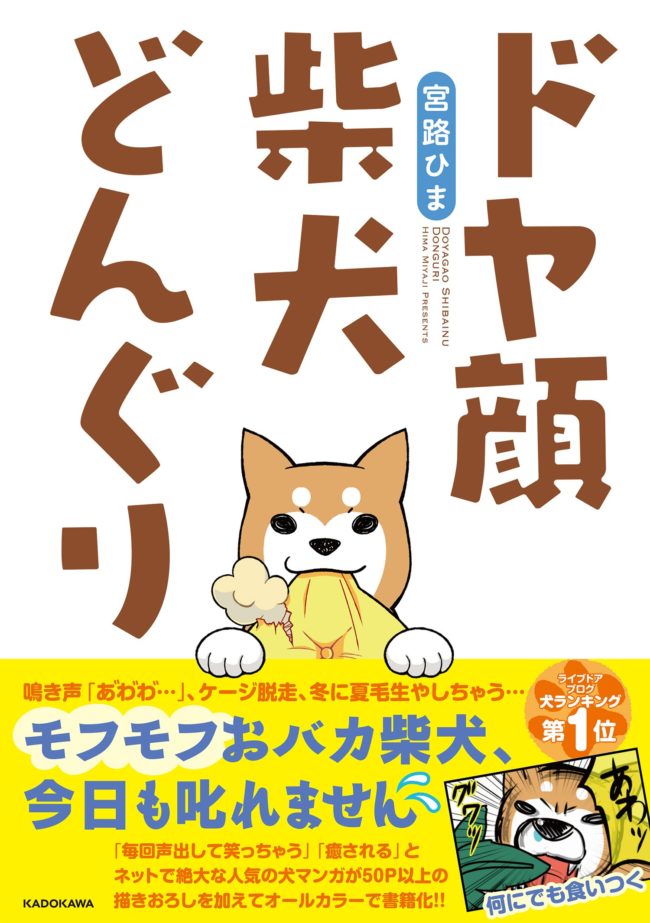 ドヤ顔柴犬どんぐり