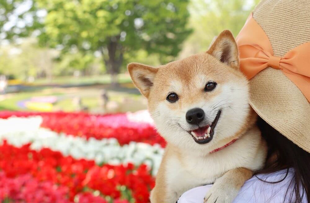 柴犬,うちの子記念日,フォトビー