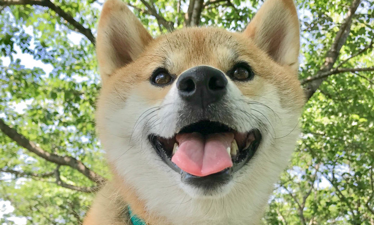 柴犬,うちの子記念日,フォトビー