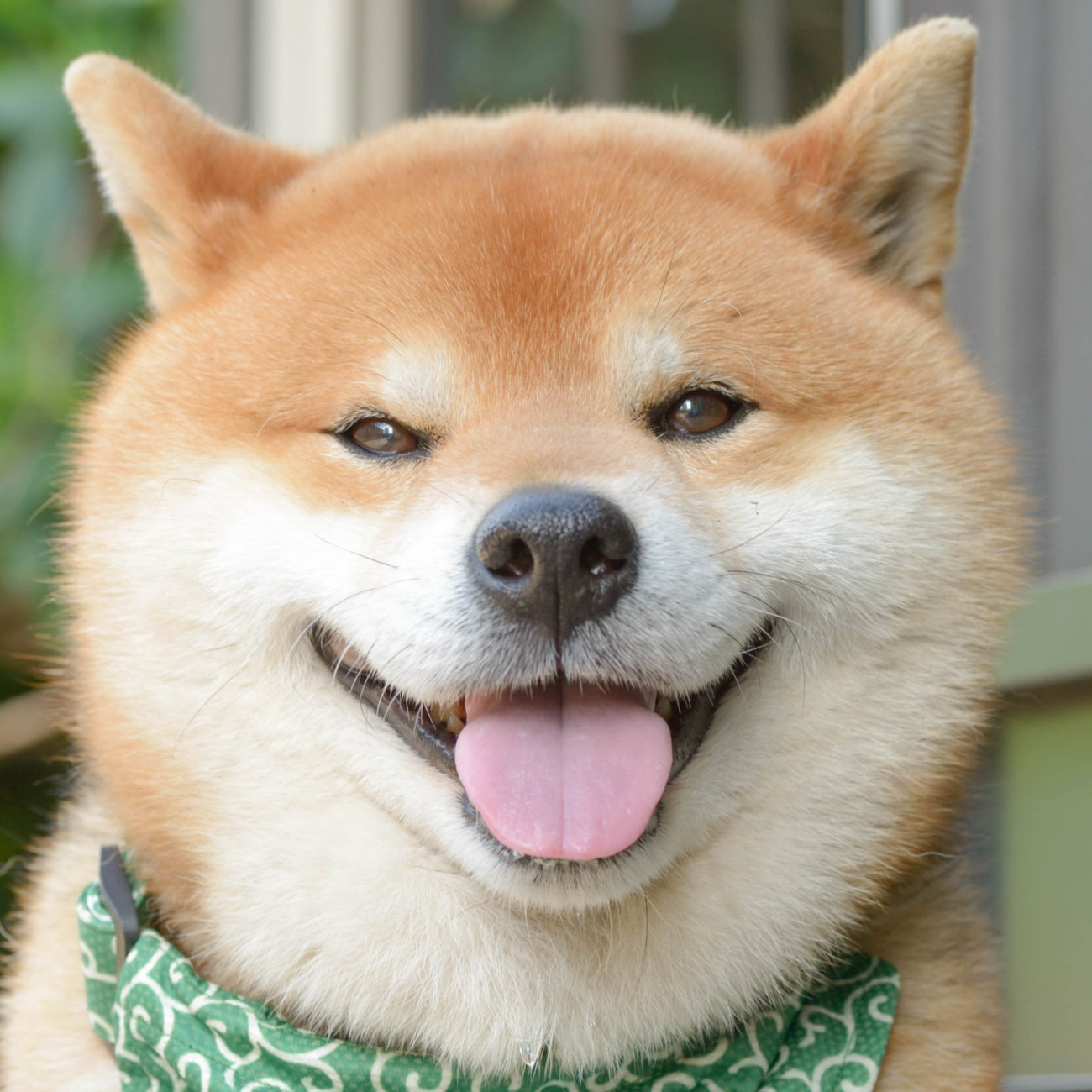 柴犬,うちの子記念日,フォトビー