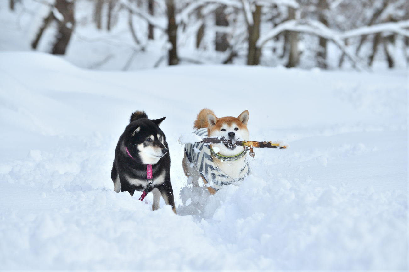 柴犬雪