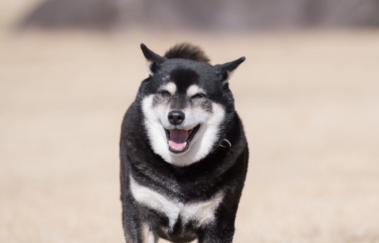 柴犬ヒコーキ耳
