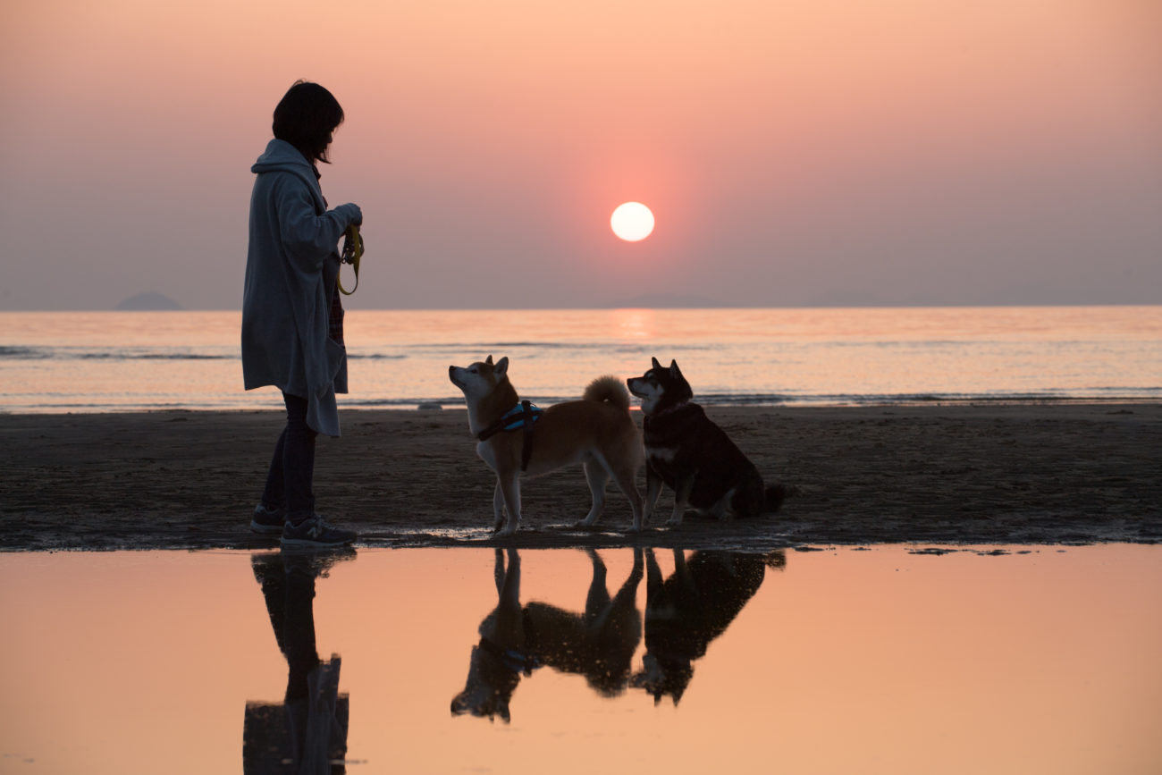 柴犬,うちの子記念日,フォトビー