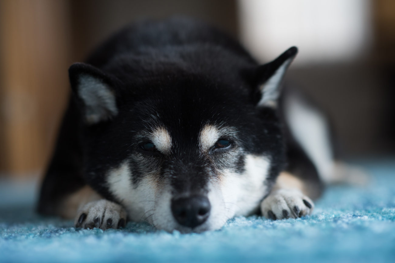 柴犬ごめん寝