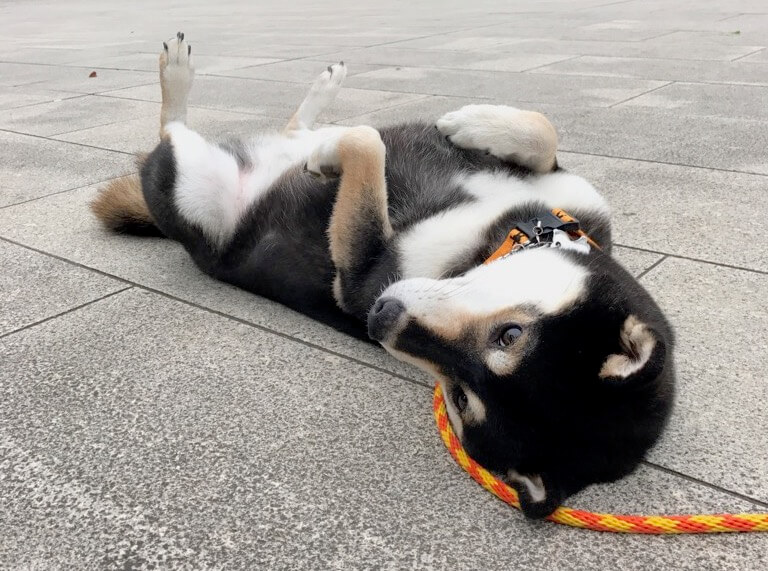 柴犬