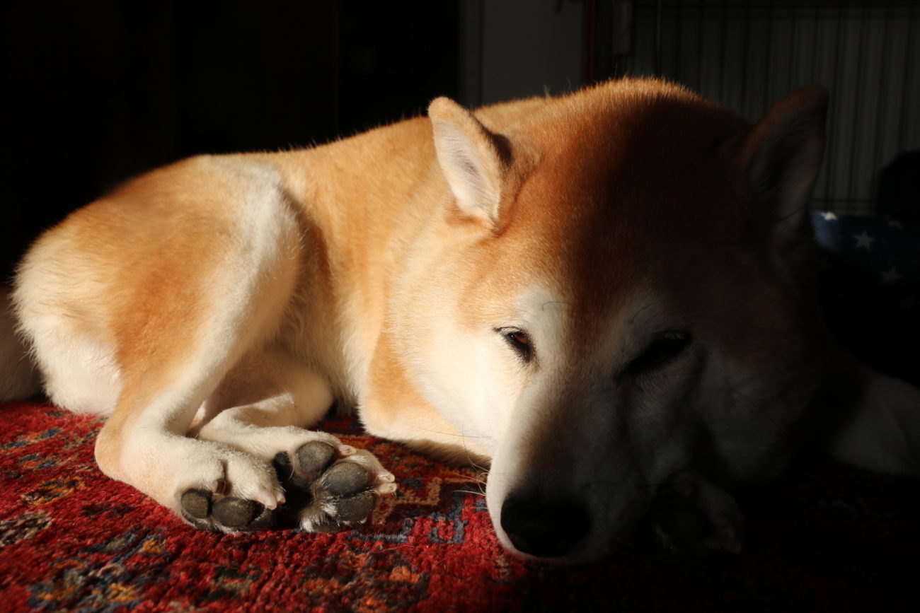 柴犬,緑内障,うにはろ