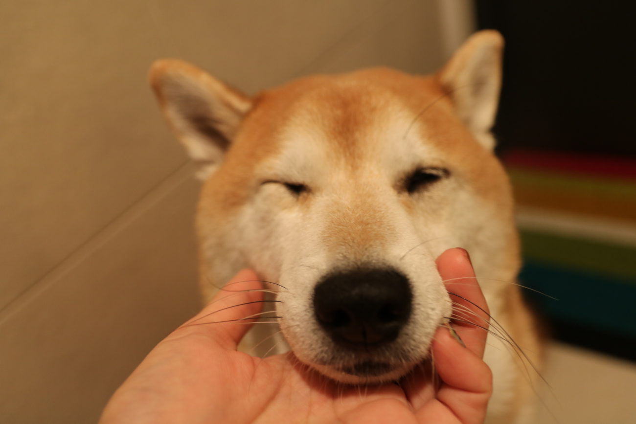 柴犬,緑内障,うにはろ